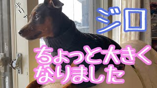 【ミニピン】ジロ大きくなりました【子犬4ヶ月】