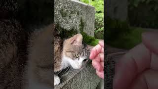 【伏見稲荷】全力で撫でられにくる甘えん坊子猫プルプル　A kitten that comes to be petted with all its might