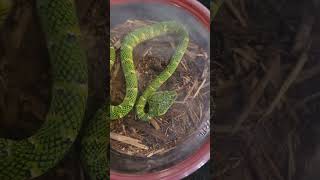 Amazing Waglers pit viper! #venomoussnakes #reptiles #zookeeper #herping #beautifulanimals #snakes