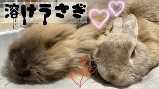 1044【今日のむぎっぷ】撫でるとどんどん溶けるうさぎ達　ミニウサギとアメリカンファジーロップ　～Both Bunnies are melting by petting～