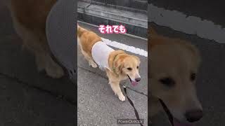 犬の熱中症対策🥵 犬の空調服 #ゴールデンレトリバー  #ゴールデン  #愛犬 #空調服