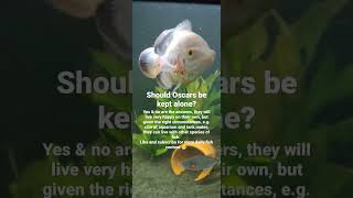should Oscars be kept alone? #fish #shorts #oscars #oscar #fishtank #aquarium