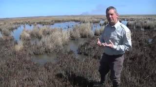 Blackwater National Wildlife Refuge - Everglades of the North