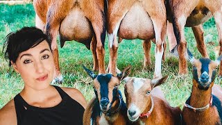 Breeding the PERFECT GOAT (milking udder, health, & body structure)