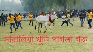 সারালিয়া  খুনি পাগলা গরু | cow fight | cow race | cow funny | pagla guru no-1