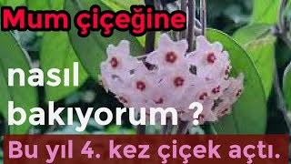 Hoya , Mum çiçeği bitkisinin bakımı ve gübrelemesi