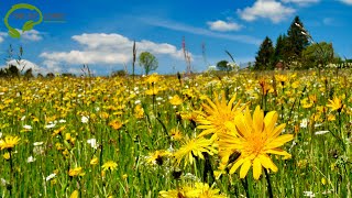 4K Projekt blühende Naturwiese - Saatgut für Blumen, Gräser und Sträucher - Bienen, Hummeln \u0026 Co.