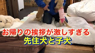 子犬が我が家にやって来て160日目(生後7ヶ月)子犬が避妊手術を受けて11日目！お帰りの挨拶が激しすぎる先住犬と子犬【ミニチュアダックスフンド多頭飼い】