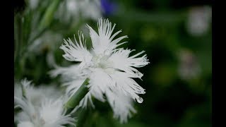 小さな窓の花ごよみ 631 空のしずく♪ 雨のミロンガ：つのだたかし♪