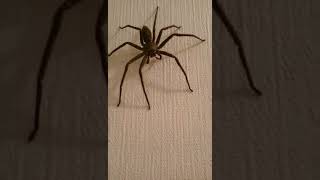 ⚠巨大蜘蛛再び現る😵A giant spider that appeared to house⚠苦手な方は閲覧注意