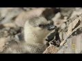 Arctic Geese Chicks Jump Off Cliff to Survive  Hostile Planet