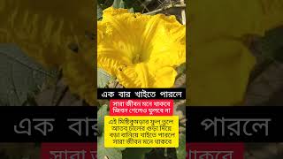 কুমড়া ফুলের গুন #উদ্ভিদ_ও_অন্যান্য #agriculture #gardening #plants #nature #কুমড়াফুল #kumra #garden