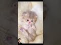 susah tidur liat ini aja #cat #catlover #vidiokucinglucu #shorts #shortvideo