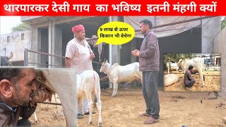 👍 देसी गाय पालन ऐसे करें। थारपारकर गाय की कीमत इतनी क्यों।Tharparkar Desi Cow