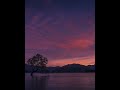 beautiful timelapes | wanaka tree new zealand timelapse 2022 | beautiful view