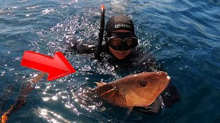 Spearfishing a Trophy Snapper - Freediving for Dinner