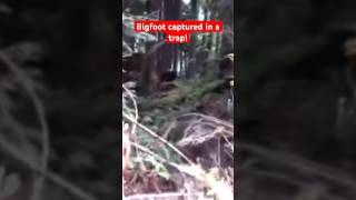 Bigfoot Captured in a Trap in Front of Tourists and Tries to Escape! | Squatch Watchers Shorts