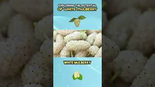 Exploring The Potential Of White Mulberry