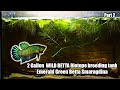 Amazing Wild bettas breeding and raising fry in captivity in a 2 Gallon biotope tank! - Part II