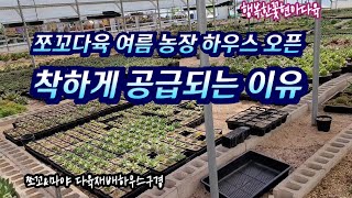 쪼꼬다육 밭구경  착하게 공급되는 과정💗 재배하우스광경   다육이를 알아가는 과정 첫 번째succulents  plant 多肉植物