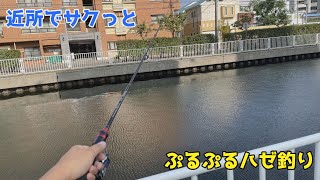 近所でサクっとぷるぷるハゼ釣り