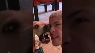 BEATBOXING DOG #ilovethem #look #subscribe I FOUND THEM GUYS…. ❤️👀