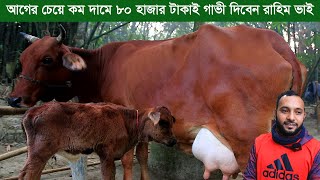 আগের চেয়ে কম দামে মাত্র ৮০ হাজার টাকাই গাভী দিবেন রাহিম ভাই Cow farm