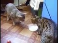 two cats pushing a bowl of milk back and forth