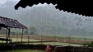 Heavy Rain \u0026 Thunderstorms with a typical rural rice field atmosphere, instant sleep soundly