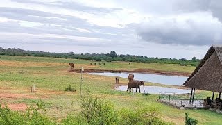 Live Elephant Watching From Our Balcony