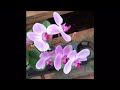 garden visit orchids ep 13