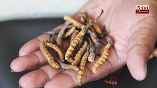 Eu Yan Sang Wild Cordyceps