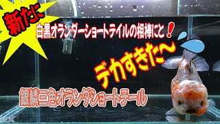 【金魚】銀鱗三色オランダーショートテール白黒オランダと懲りずに混泳をでもデカすぎた～💦