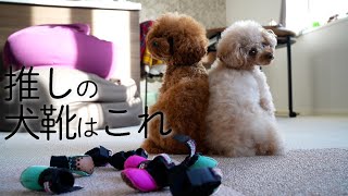 もうこれ以外は履けません…。愛犬にぴったりな犬靴を見つけました【トイプードル】