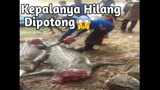 Menangkap Buaya Dan Langsung Dipotong Tanpa Basa Basi