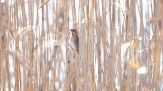 境川遊水地公園のオオジュリン　その１５（4K60P動画）