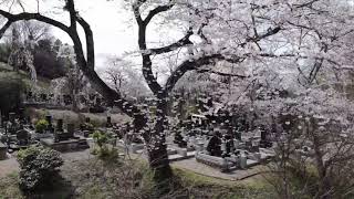 洞雲寺　桜　drone空撮