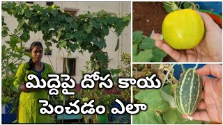 మిద్దెపై దోస పాదు పెంచడం ఎలా || How to grow Cucumber plant || Yellow cucumber