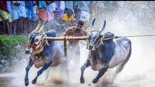 ആവേശത്തിന്റെ കൊടുമുടിയിലേറിയ കിടിലൻ കാളപ്പൂട്ട് മത്സരം 🔥 Kalapoot Mannarkkad 💐🥀