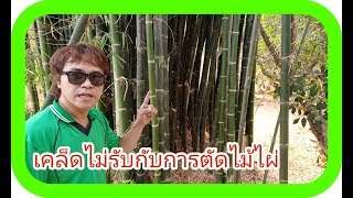 เคล็ดไม่ลับกับการตัดไม้ไผ่ (การเริ่มตัดกอไผ่ไปใช้งาน)(E.P.31)