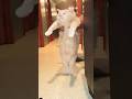 #cat #catlover #funny #shorts #catshorts #viralvideo #funnycats #dancing ##funnypets #animals