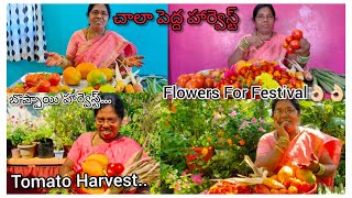 టొమాటో,బొప్పాయి, పువ్వులు🏵️,మొక్కజొన్నలు🌽 హార్వెస్ట్ చేసుకున్న/Harvesting Video/Flowers For Festival