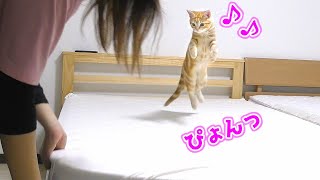 布団シーツを敷くのを邪魔してくる子猫の様子がこちらですｗ