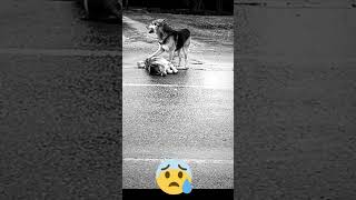 🐕😓🙏হাত দিয়ে নেড়ে নেড়ে ডাকছে কতটা দুঃখ প্রকাশ করছে দেখুন🐕😓🙏#shorts#dog#pet#lovers