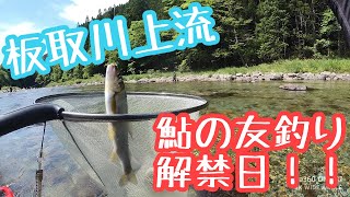 【板取川上流】解禁日に鮎の友釣りしてみた！