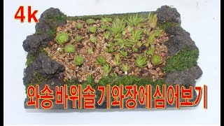 와송 바위솔 기와장에 심어보기 토양선택과 이끼와 돌하루방으로 모양잡어 풍경연출하기 한방약초로도 쓰이고있는 와송 심기번식 4k영상