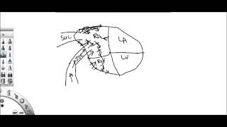 Hydrostatic pressure CHF