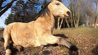 Mxtube.net :: horse fart Mp4 3GP Video & Mp3 Download unlimited ...