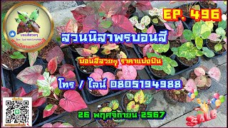 🎀 สวนนิสาพรบอนสี EP. 496 🎀 บอนสีสวยๆราคาแบ่งปัน 26 พ.ย. 67 โทร / ไลน์ 0805194988