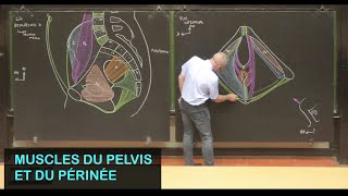 Anatomie des muscles du pelvis et du périnée (Pelvis 4)